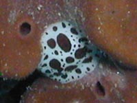 Peltodoris