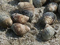Gewhnliche Strandschnecke