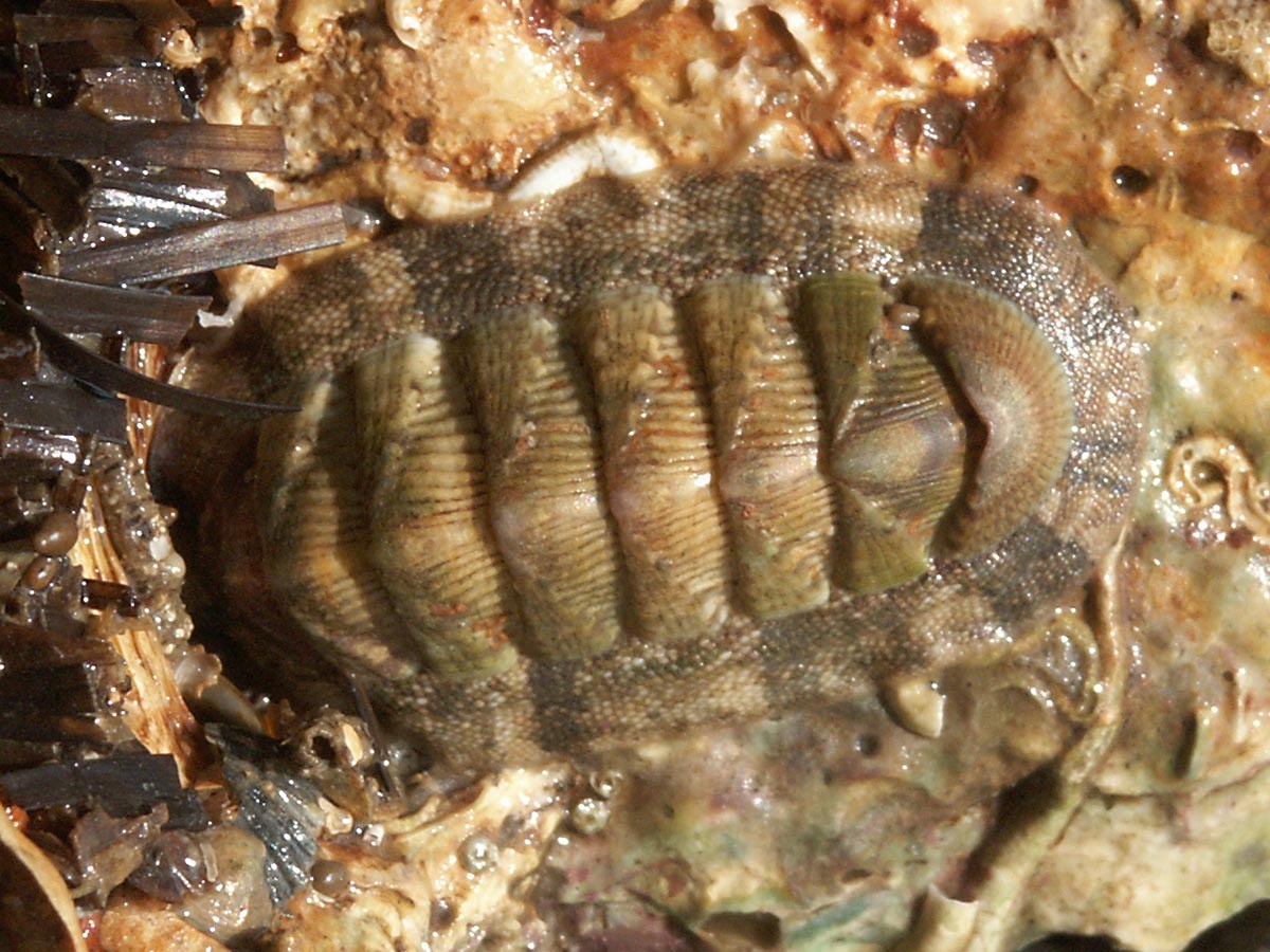 Chiton olivaceus