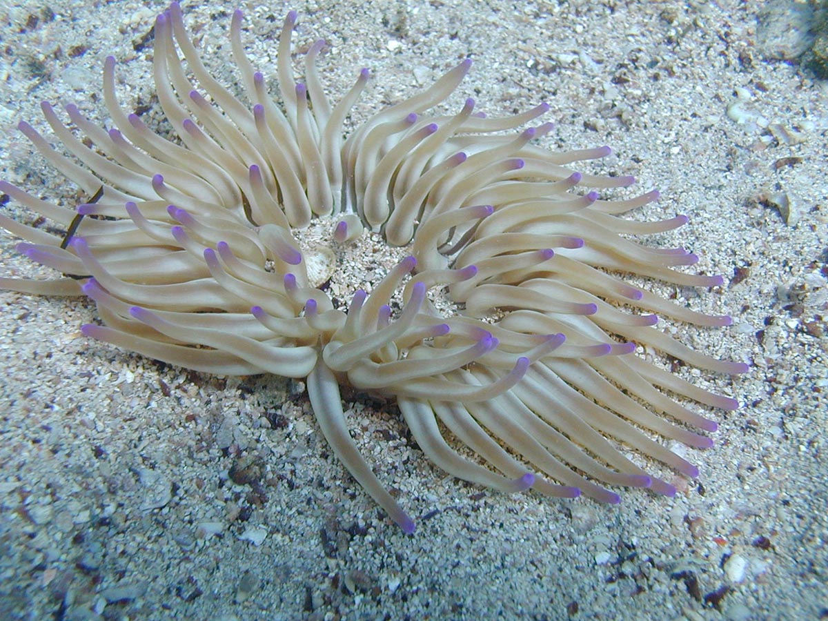 Condylactis aurantiaca