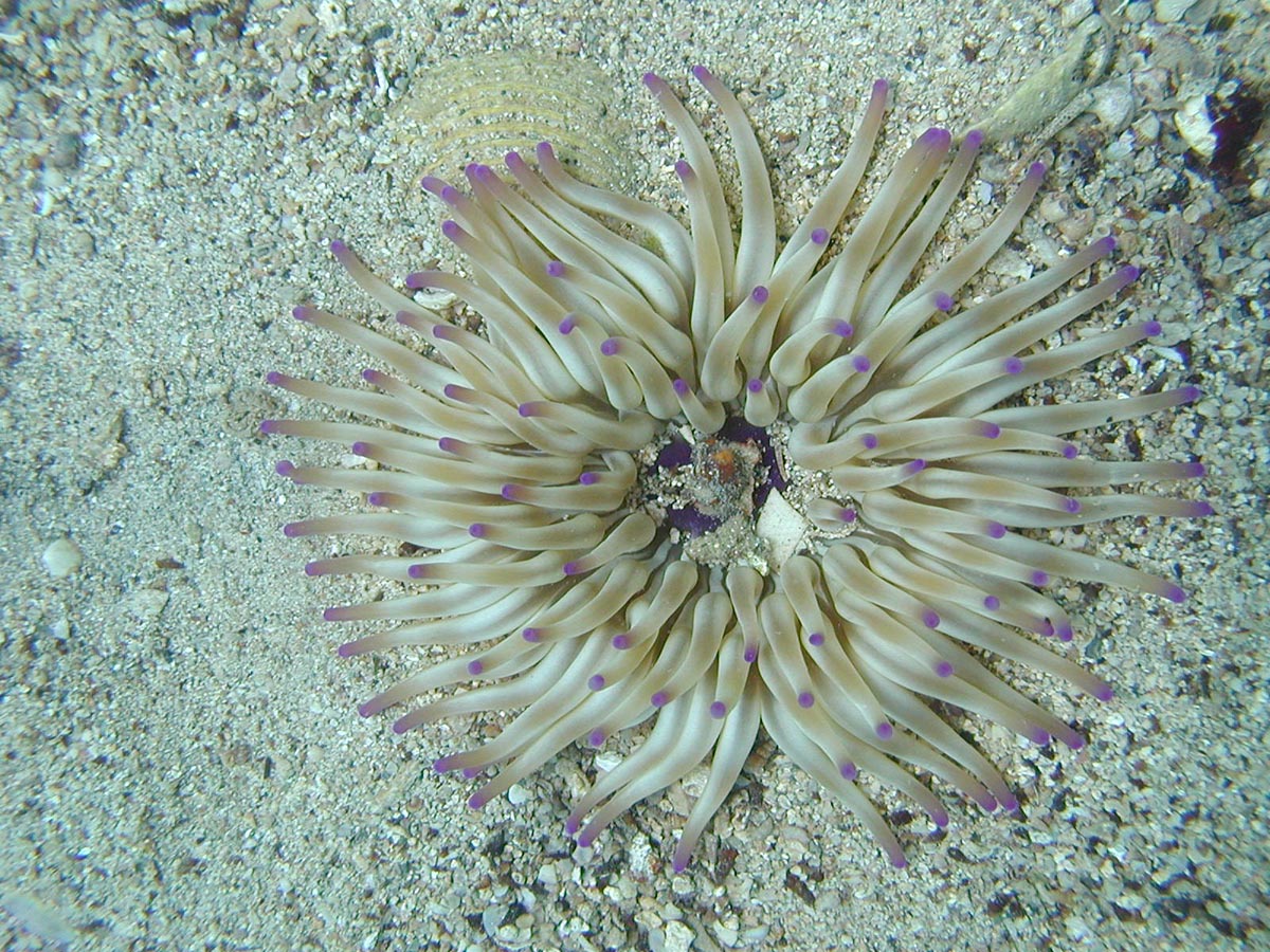 Condylactis aurantiaca