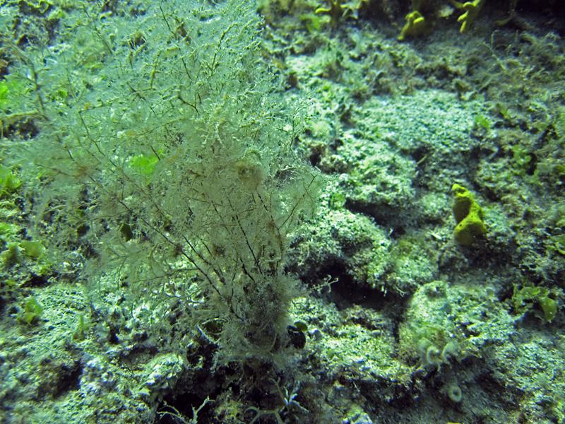 Eudendrium racemosum