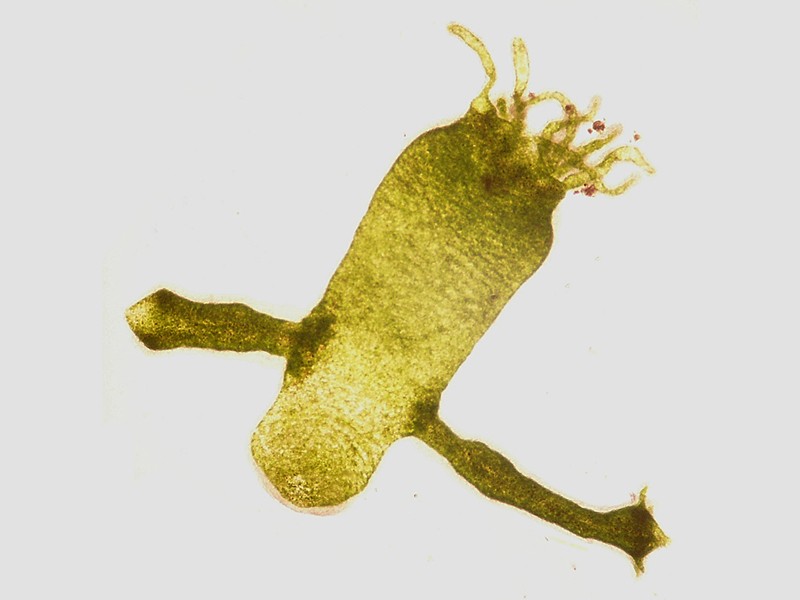 Hydra viridissima