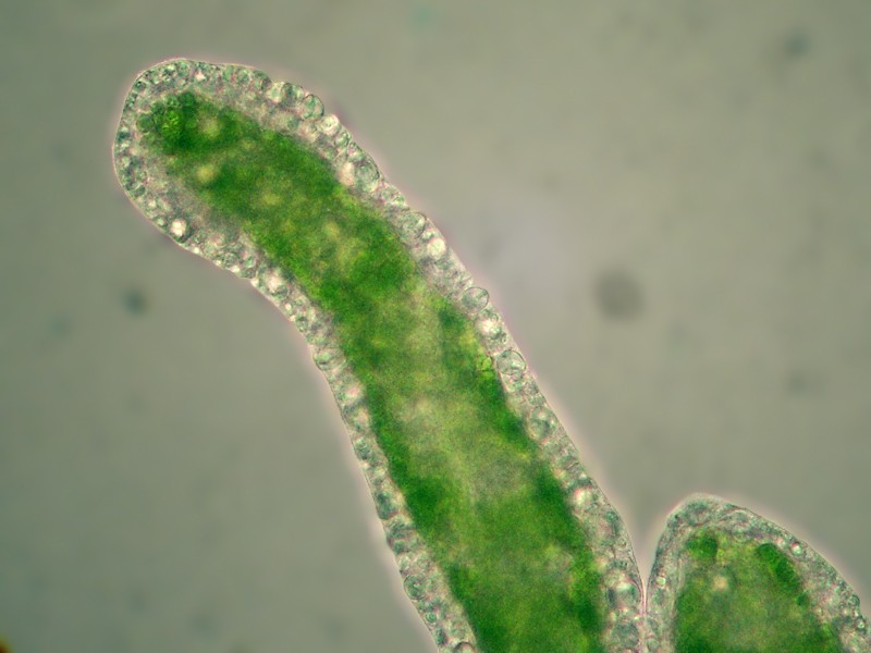 Hydra viridissima