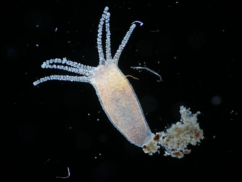 Hydra vulgaris