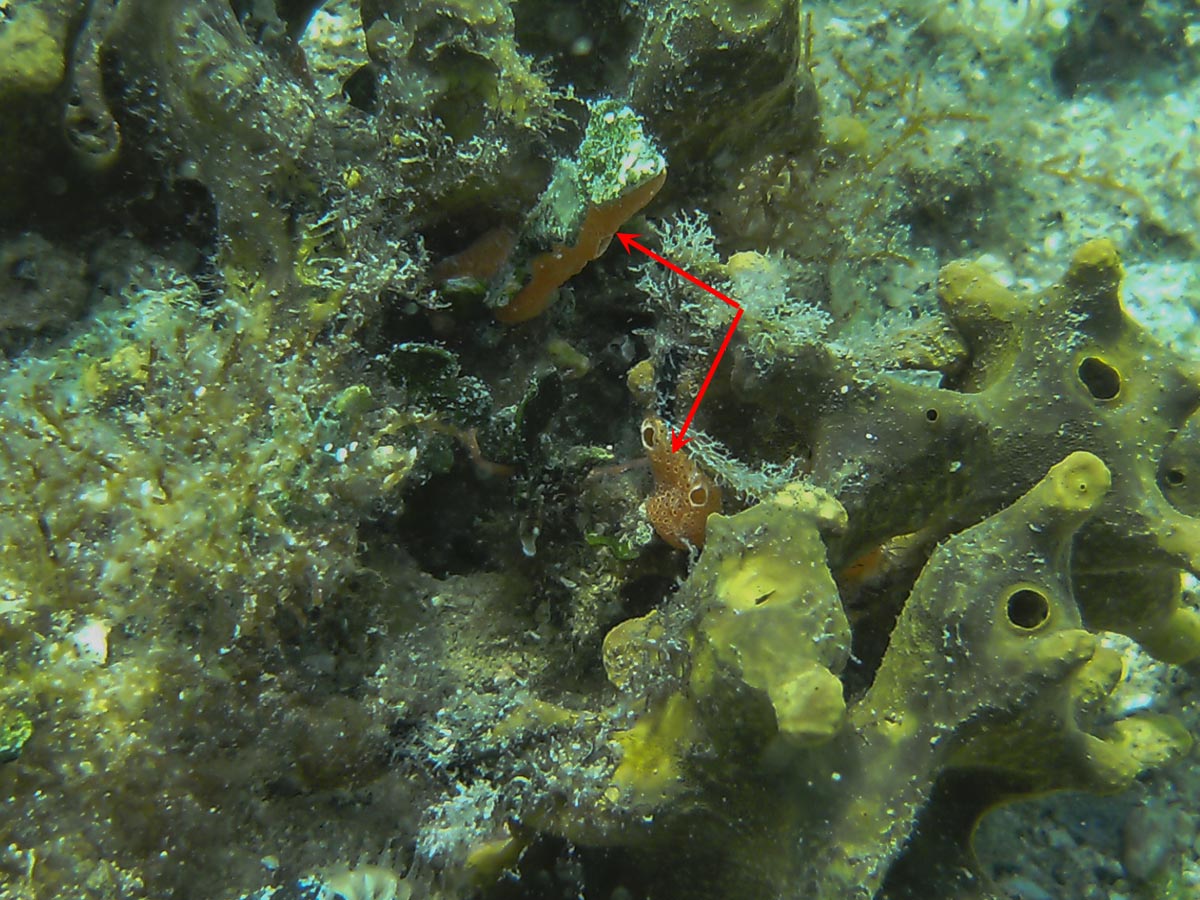 Diplosoma sp.