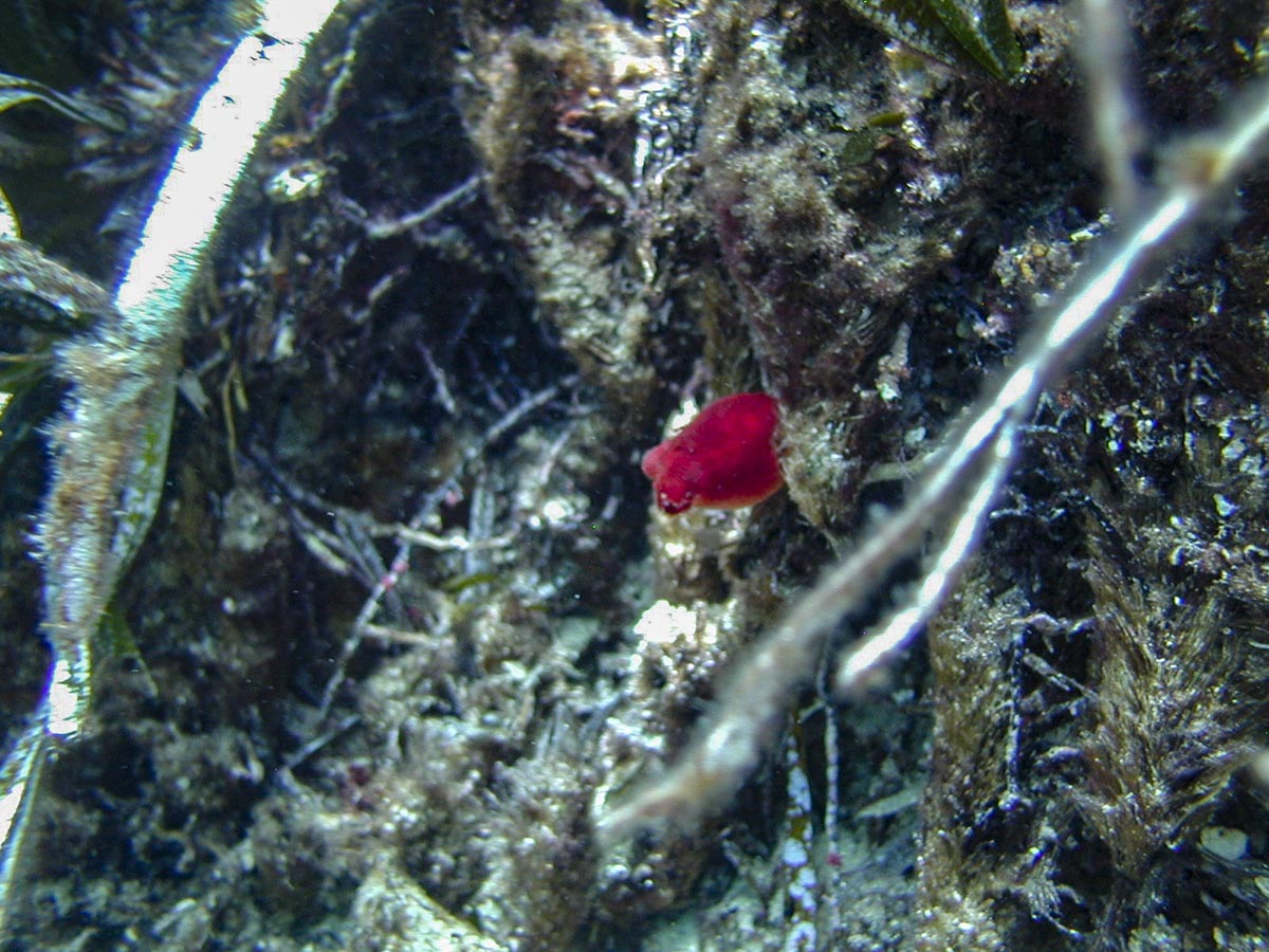 Halocynthia papillosa