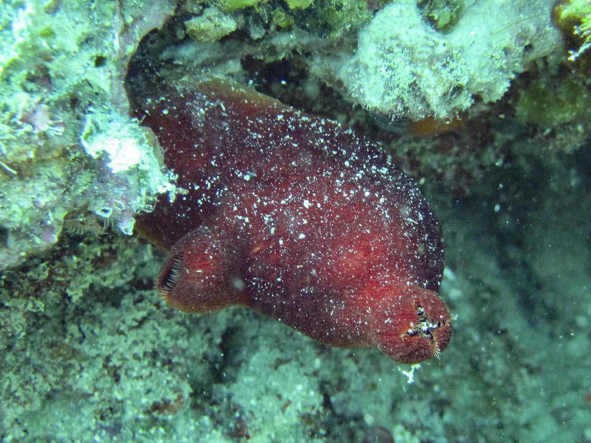 Halocynthia papillosa
