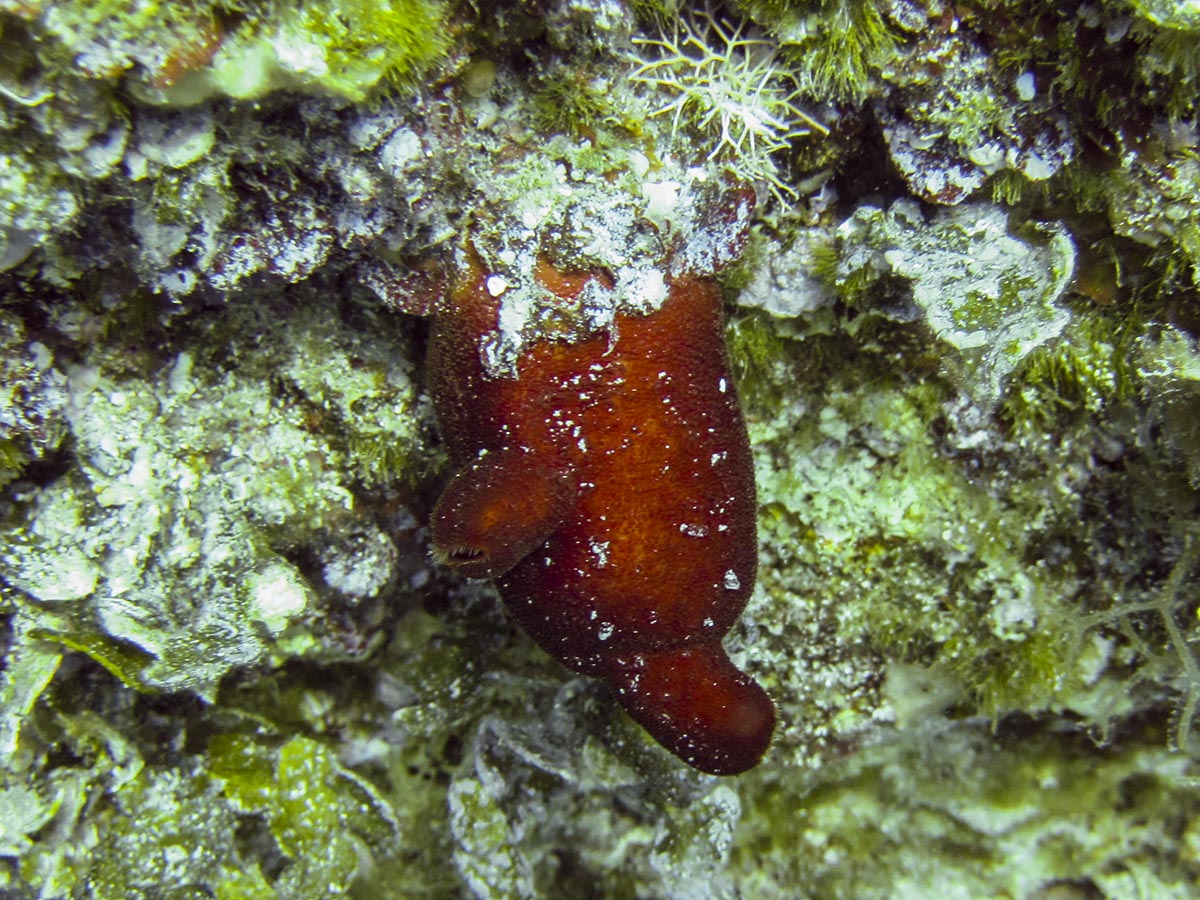 Halocynthia papillosa