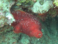 Rote Seescheide