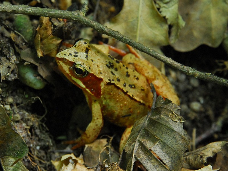  Rana temporaria