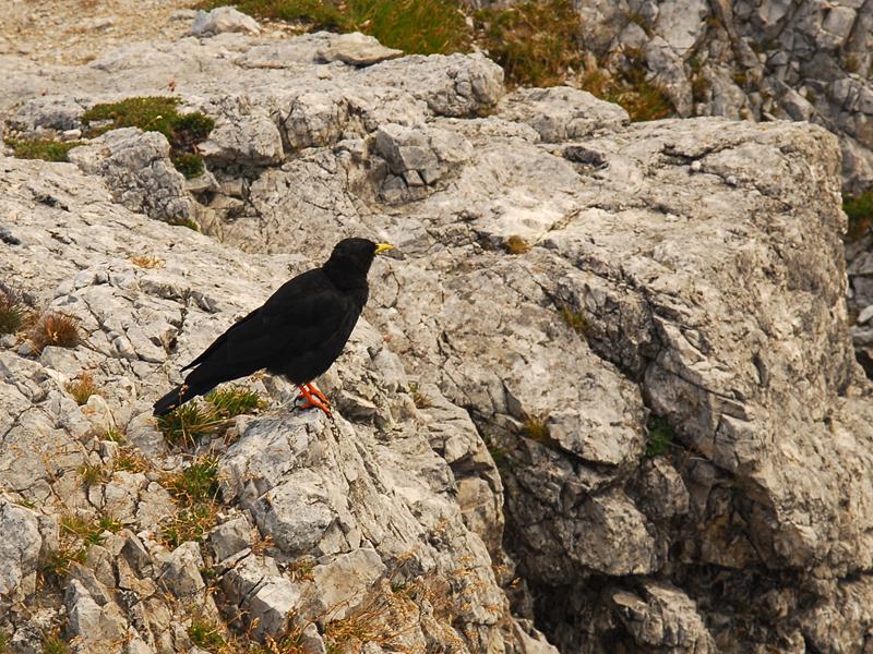 Pyrrhocorax graculus