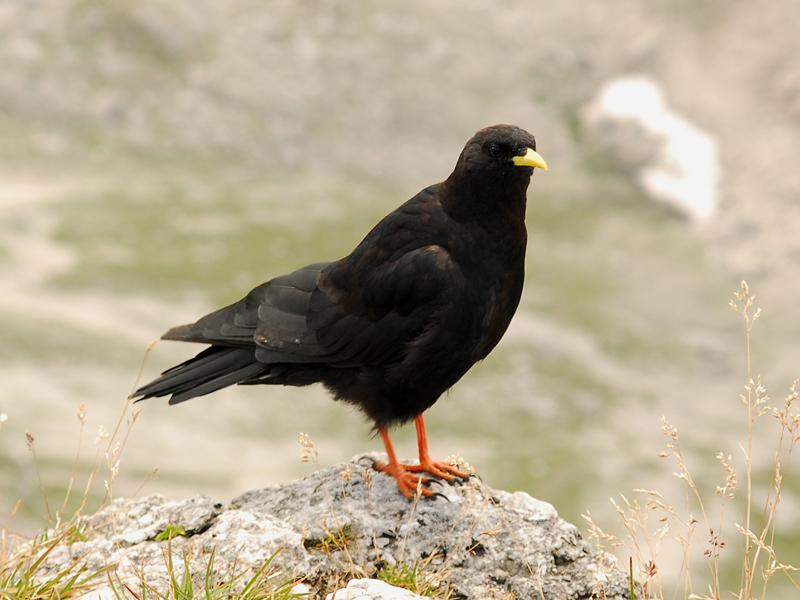 Pyrrhocorax graculus