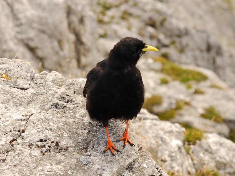 Pyrrhocorax graculus