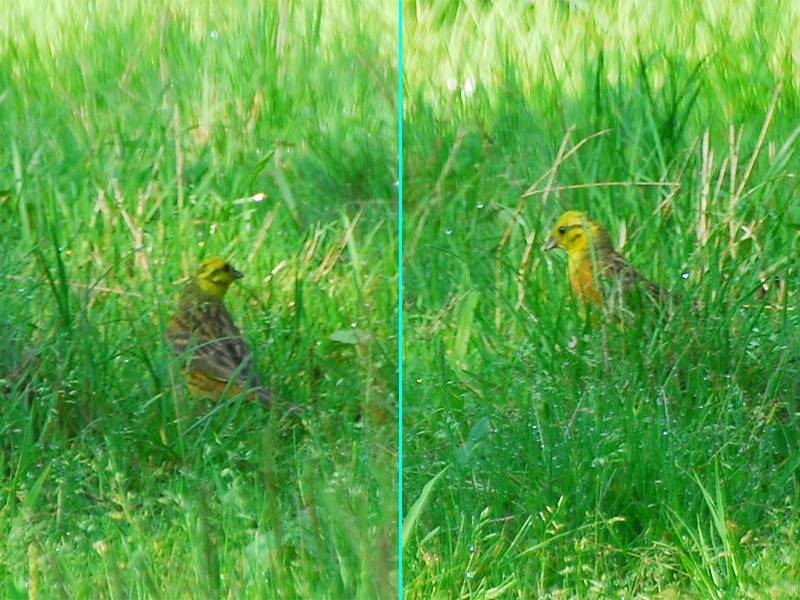 Emberiza citrinella