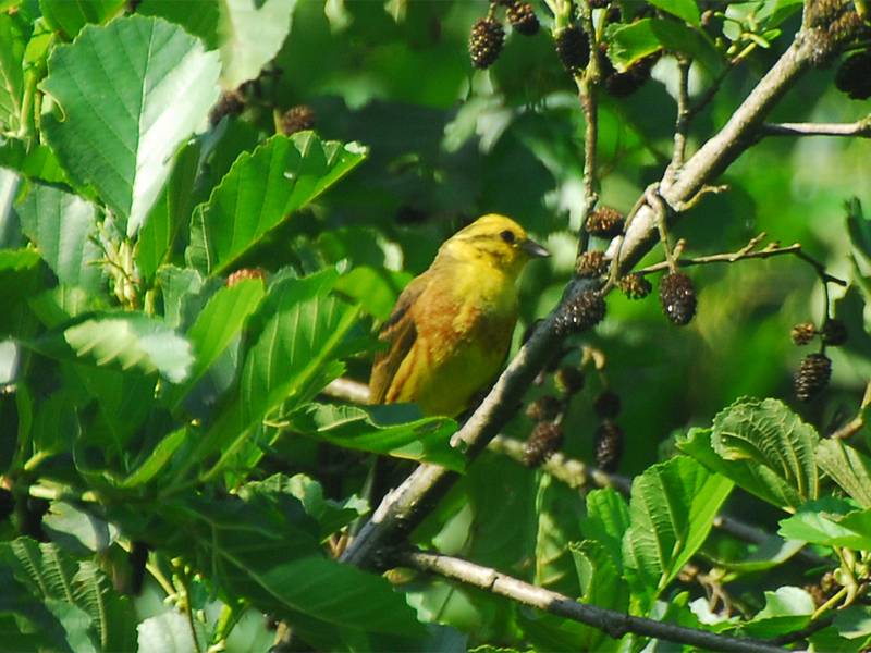 Emberiza citrinella