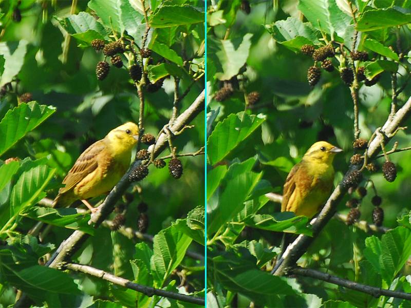 Emberiza citrinella