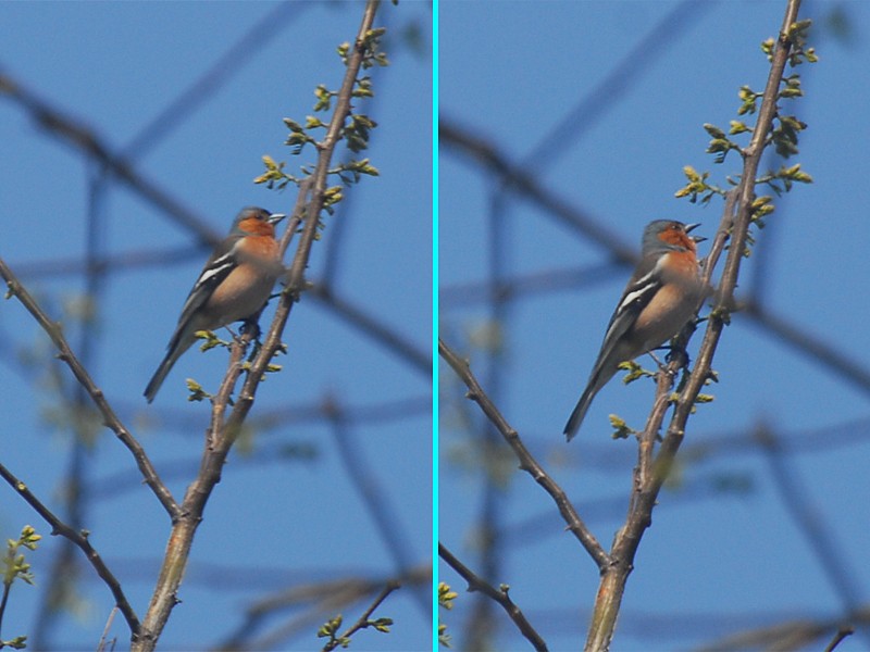 Fringilla coelebs