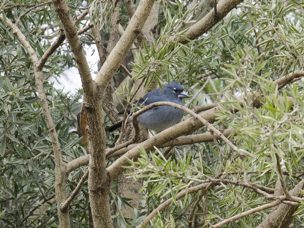 Fringilla teydea