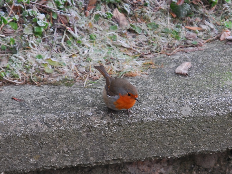 Erithacus rubecula