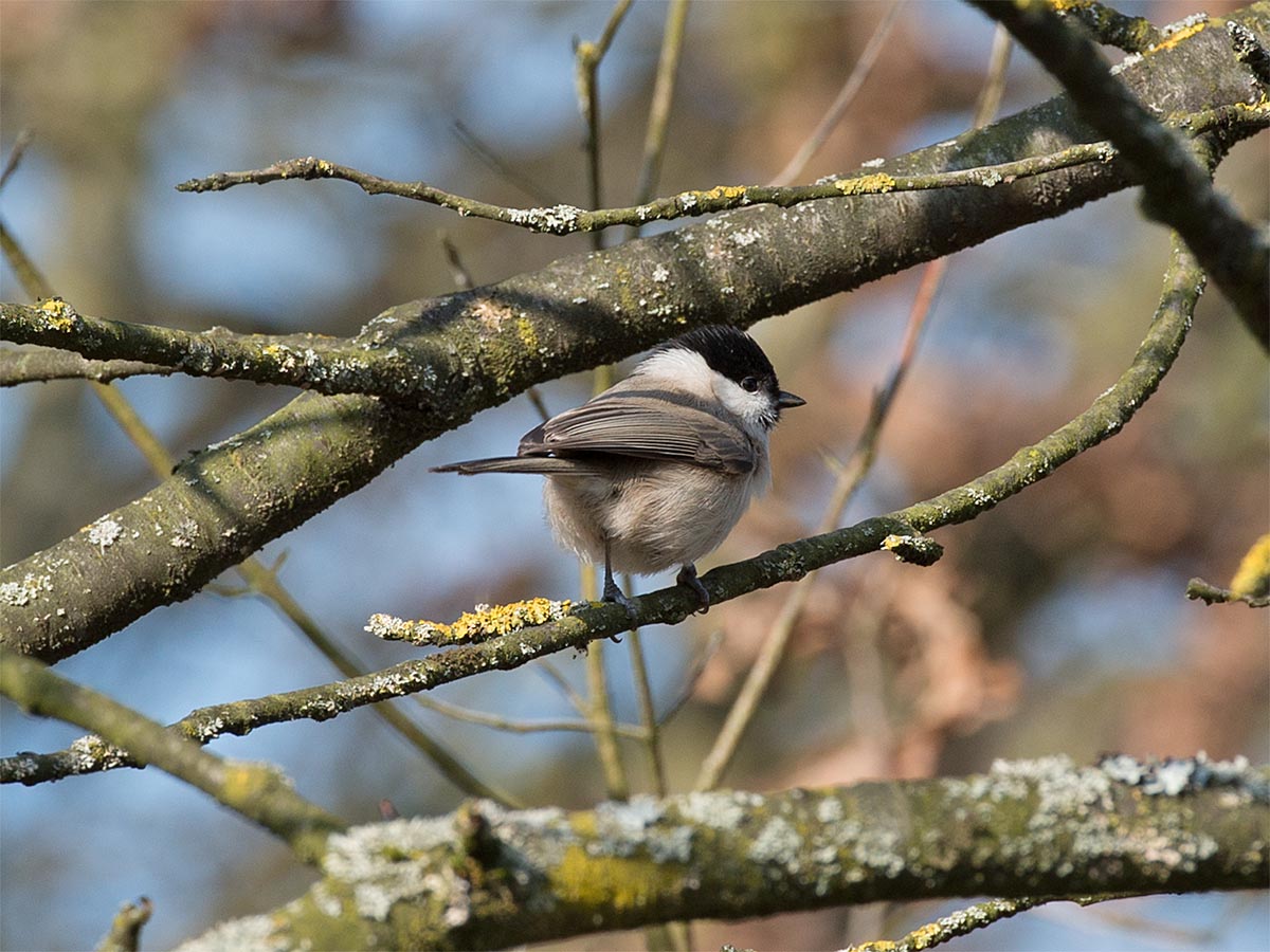 Parus montanus