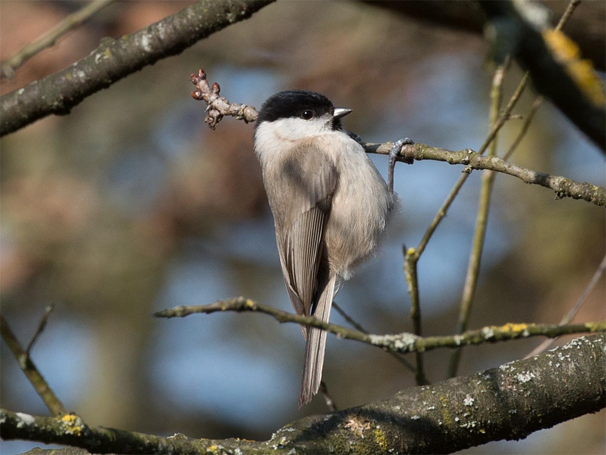 Parus montanus