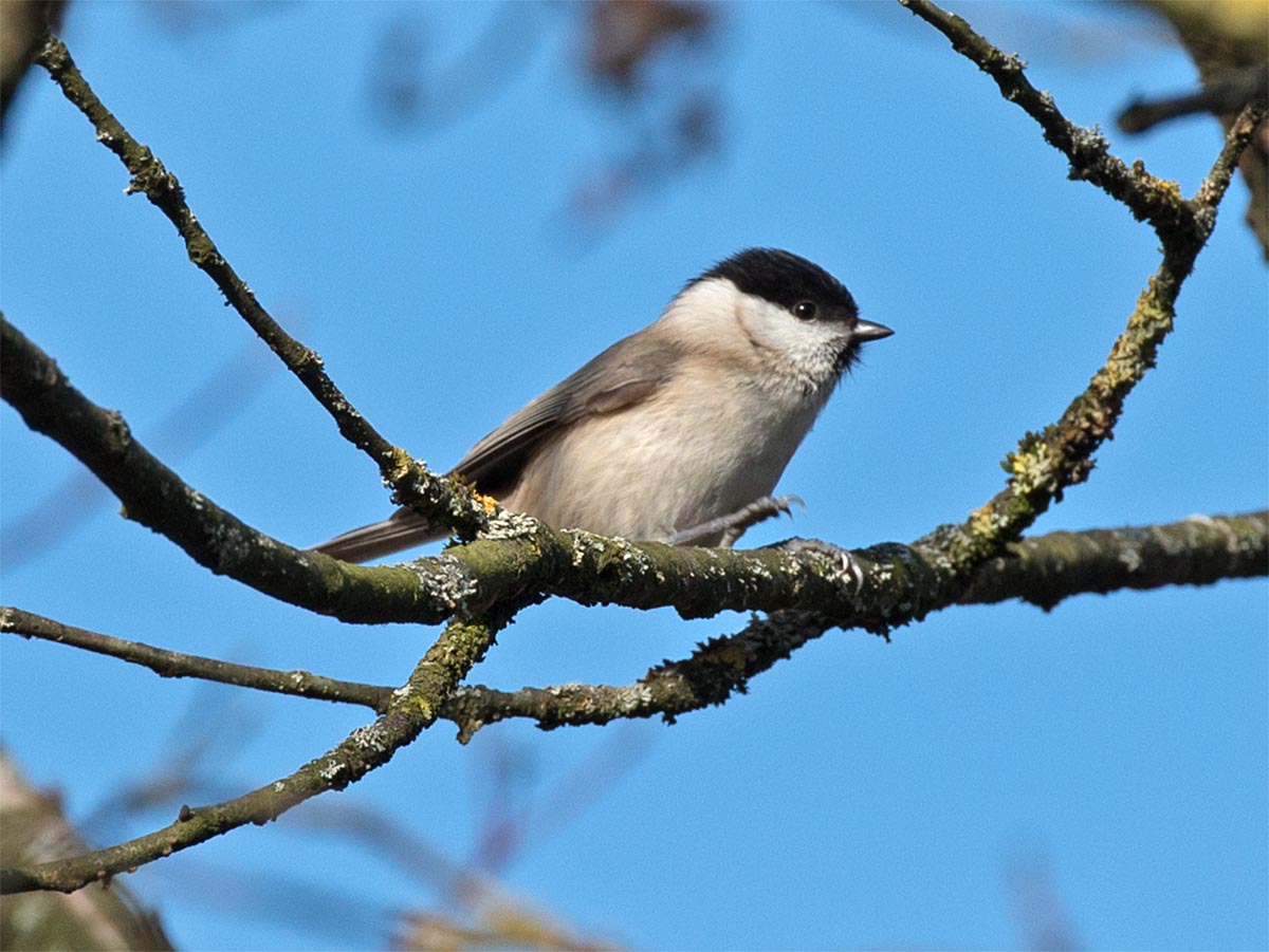 Parus montanus