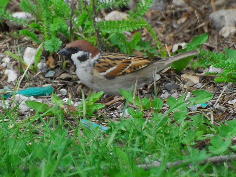 Passer montanus