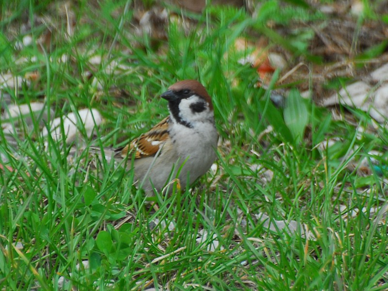 Passer montanus