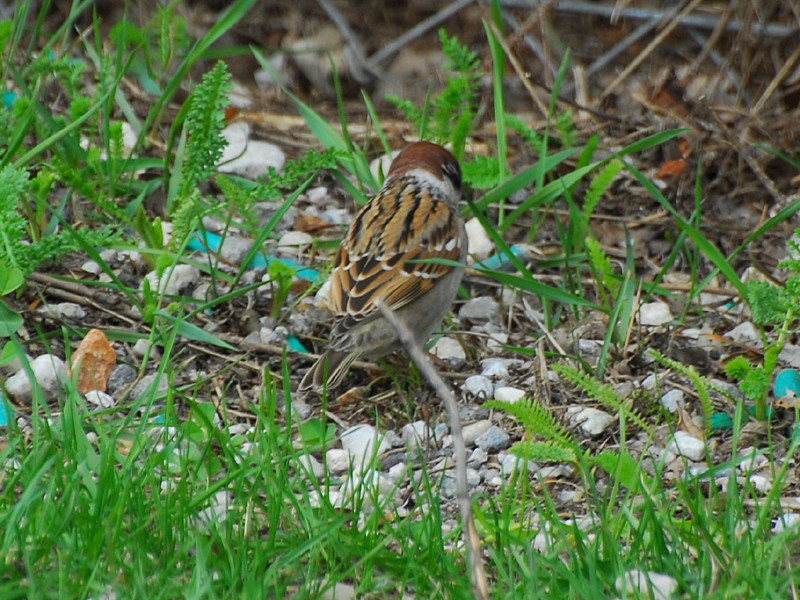 Passer montanus