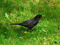 Amsel