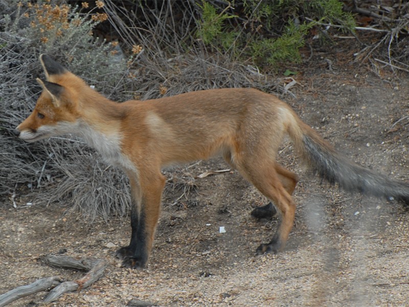 Vulpes vulpes