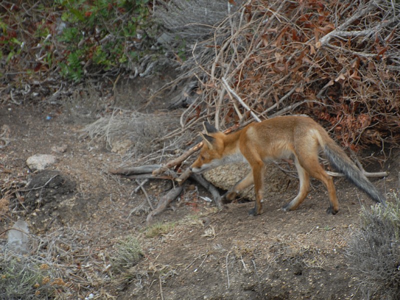 Vulpes vulpes