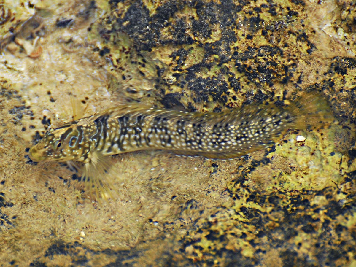 Lipophrys pavo