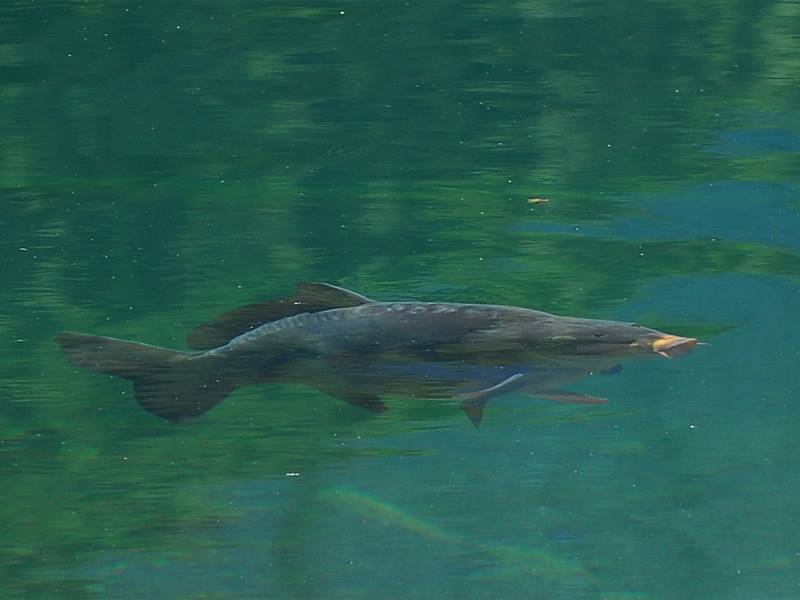 Cyprinus carpio