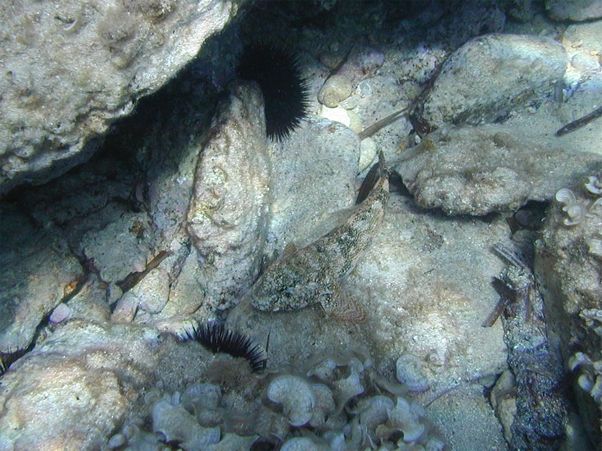  Gobius cobitis