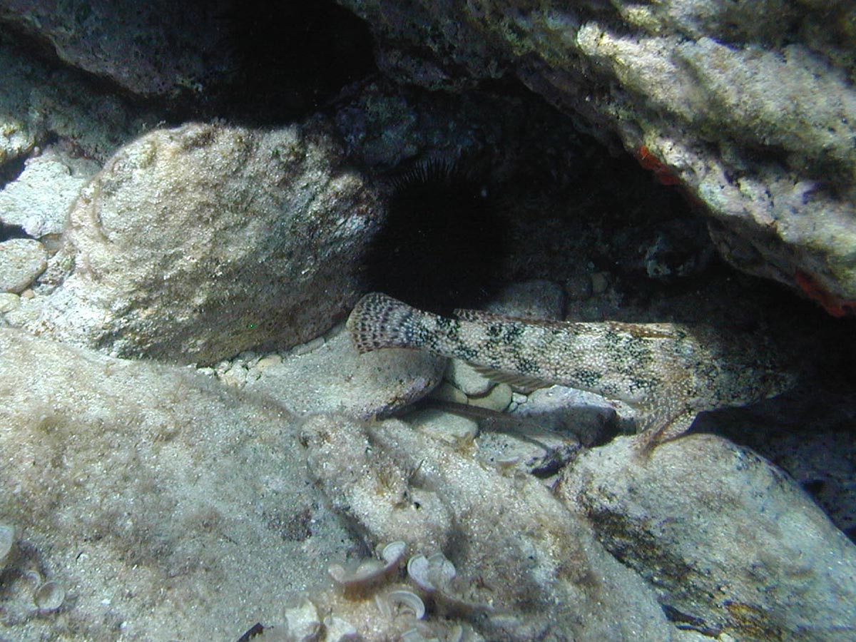  Gobius cobitis