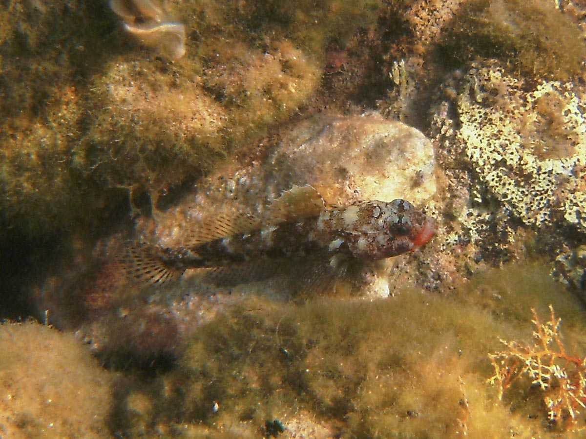  Gobius cruentatus