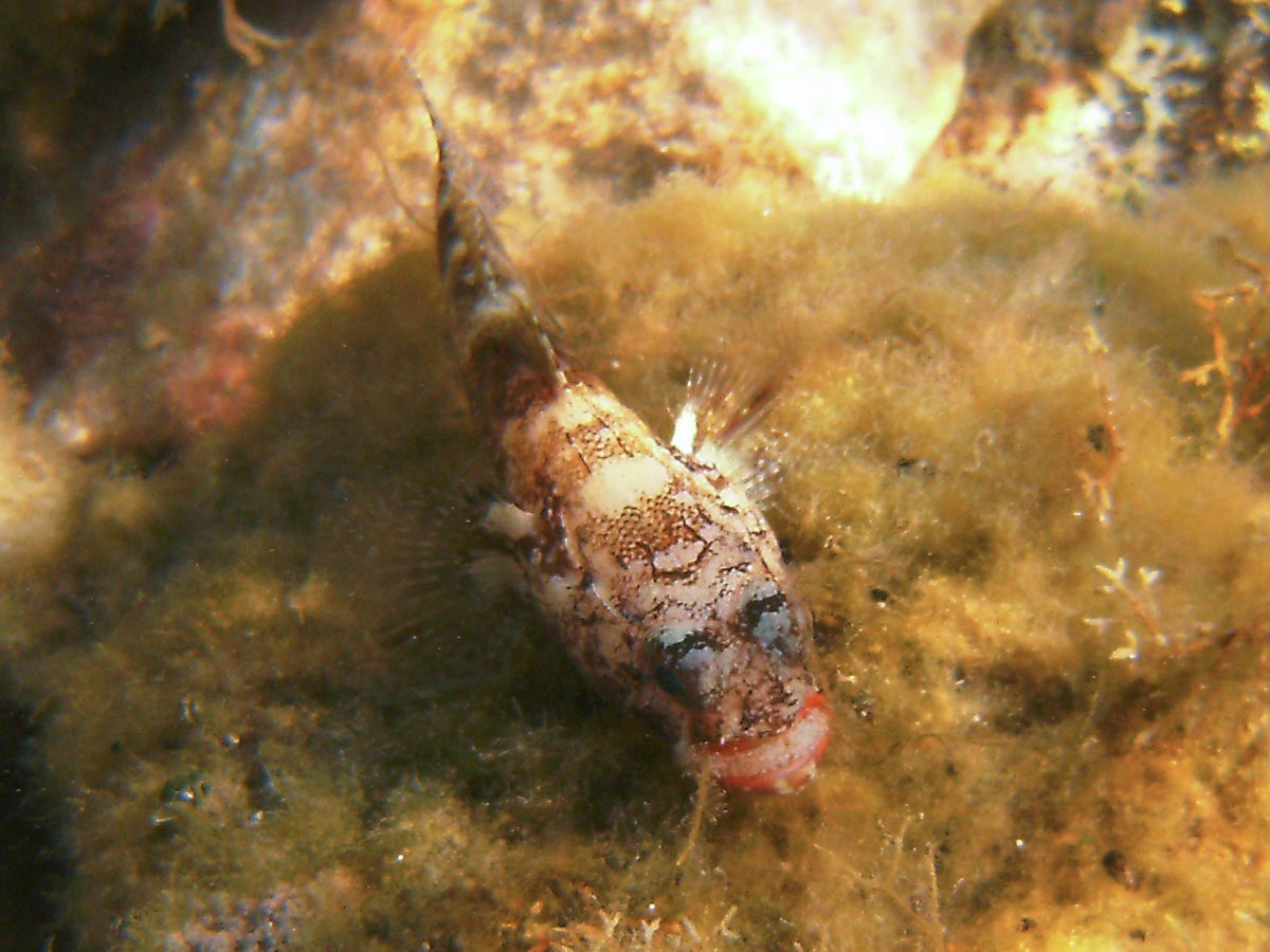  Gobius cruentatus