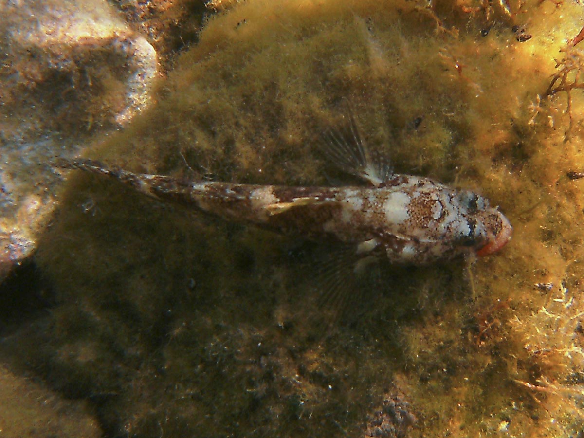  Gobius cruentatus