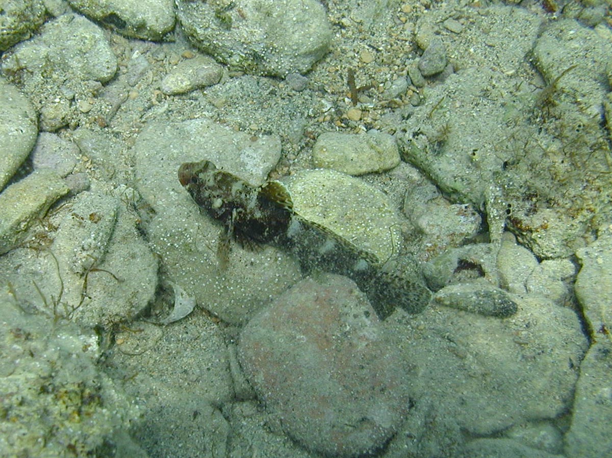  Gobius cruentatus