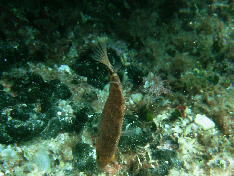  Symphodus mediterraneus