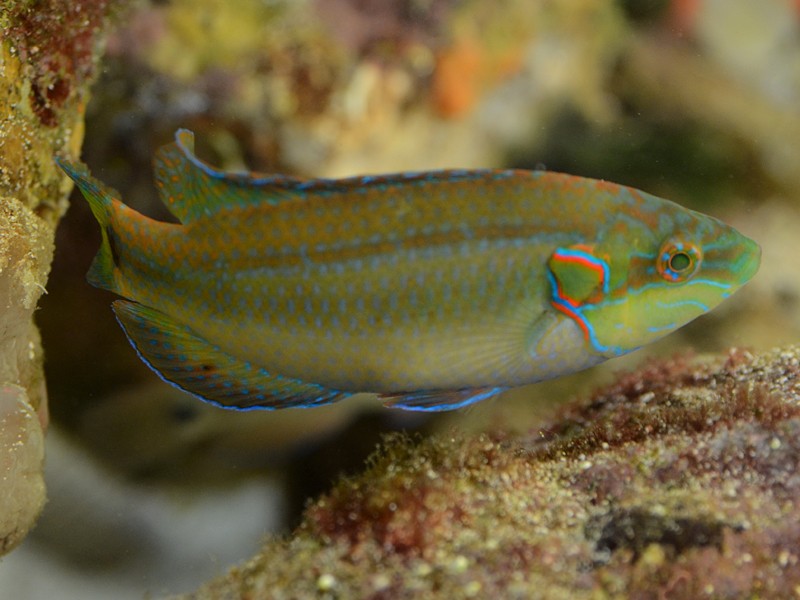  Symphodus ocellatus