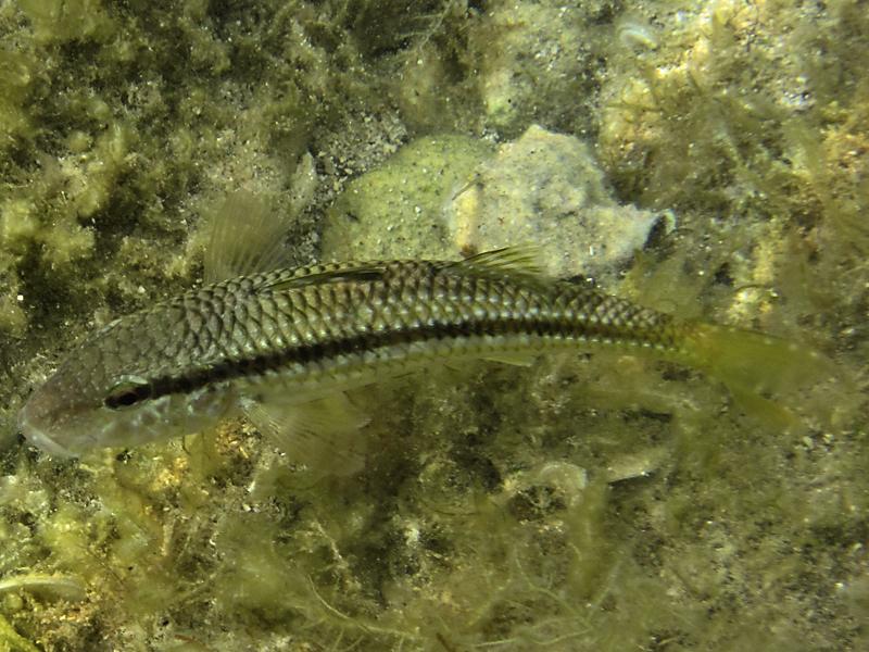  Mullus sp.