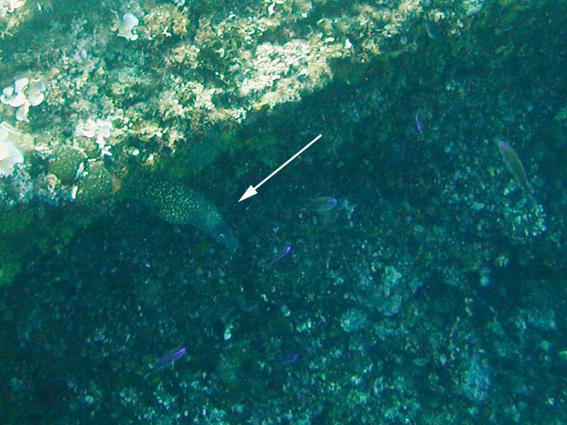  Muraena helena