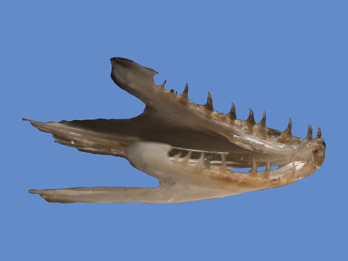 Oncorhynchus mykiss