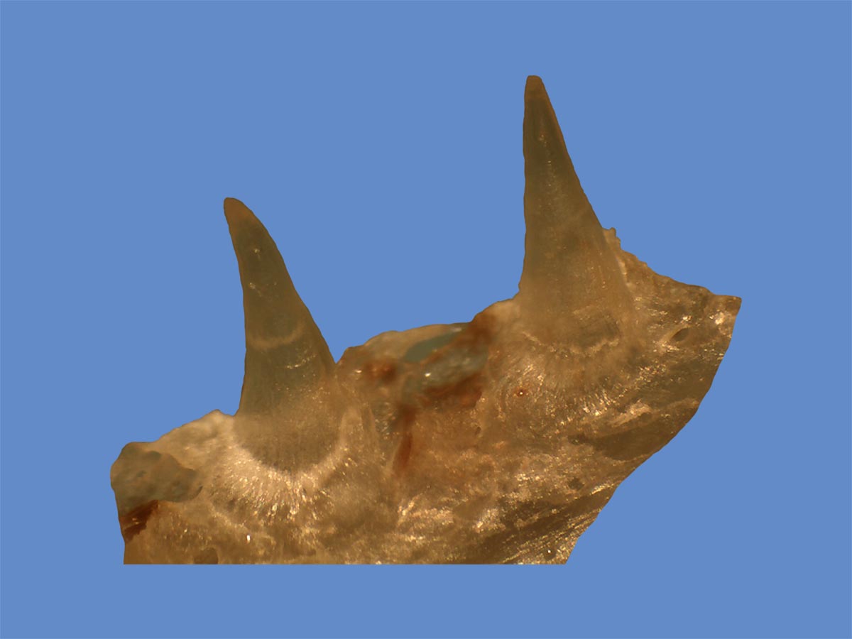 Oncorhynchus mykiss