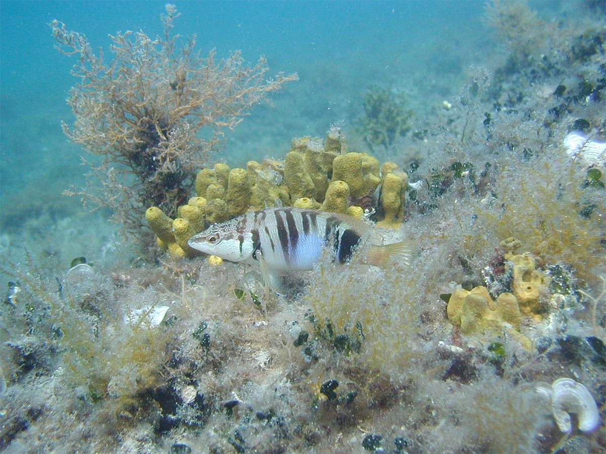 Serranus scriba