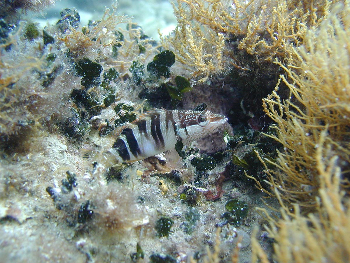 Serranus scriba