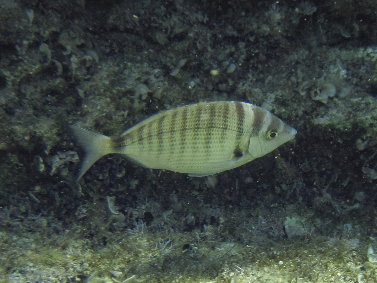  Diplodus puntazzo